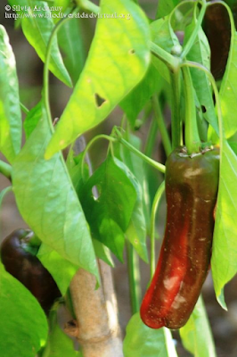 http://www.biodiversidadvirtual.org/herbarium/Capsicum-annuum-L.-img251473.html