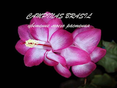 CAMPINAS BRASIL Schlumbergera Шлюмбергера Zygocactus Декабрист Truncata Зигокактус Rhipsalidopsis Рипсалидопсис クリスマスカクタス Buckleyi Orssichiana Хатиора 圣诞仙人掌 Easter Кактус Christmas シャコバサボテン Cactus Noël Thanksgiving 复活节仙人掌 Frühlingskakteen Novemberkaktus Weihnachtskaktus デンマークカクタス Osterkaktus Hatiora Zygo 蟹爪 Holiday Праздничный Navidad イースターシャボテン Natal Pâques páscoa 蟹爪兰 Pascua Påskkaktus gracias 圣诞节花 Santa Cacti Cacto Kaktusar Crab Opuntioides bloom ガーデニング blooming blossom bud 室内植物 Flora flower フラワー Plant Spring 花 Teresita Våren Vårkaktus フラワーガーデニング