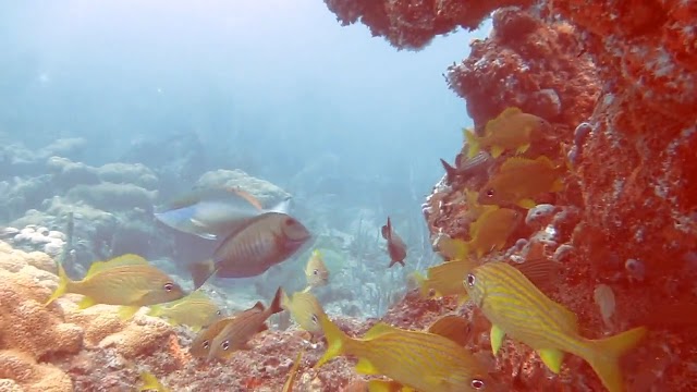Ft. Lauderdale Dive 2-11-12