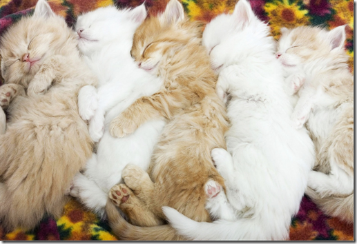 kittens sleeping in a row