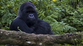 GORILAS EN LA NIEBLA  : UNA VISITA AL HOGAR DE ESTA ESPECIE EN PELIGRO DE EXTINCIÓN