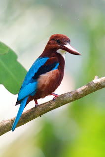 A White throated Kingfisher (Halcyon smyrnensis) photographed in sri Lanka