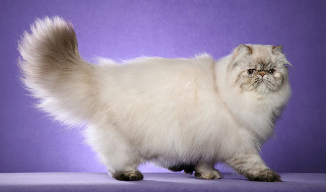 Persian cat