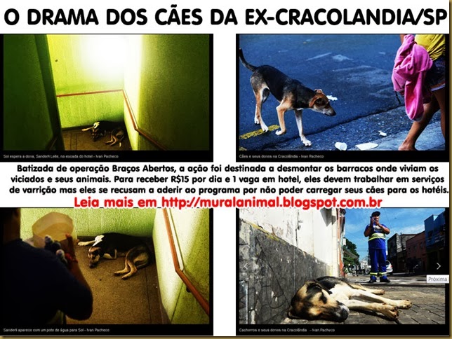 caes_cracolandia3