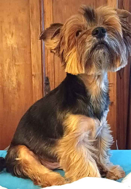 male Yorkshire Terrier sitting on a bed
