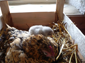 Mother and chick asleep in a fruit crate