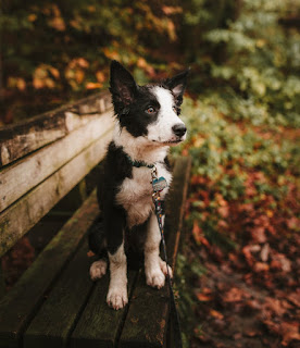 Most dangerous dog breeds