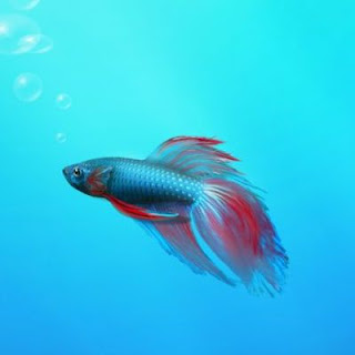 Beautiful Fish Wallpapers