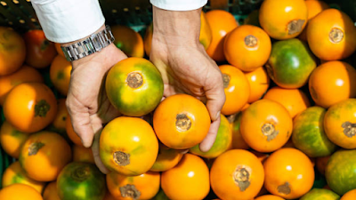 El Cultivo de Lulo en Colombia: Un Tesoro Tropical en Auge