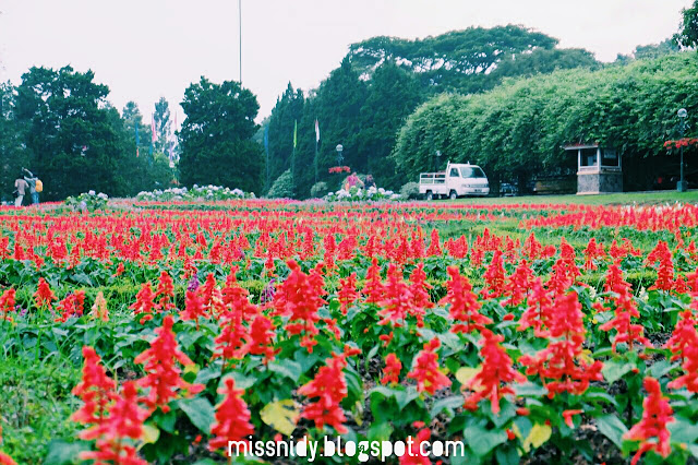 taman bunga nusantara cipanas