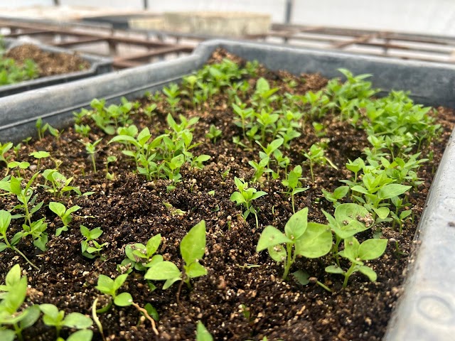 TODOS LOS MARTES, EN LOS VIVEROS ESTATALES REGALAN PLANTAS Y ÁRBOLES.