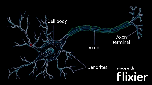 electric signal passing through neuron