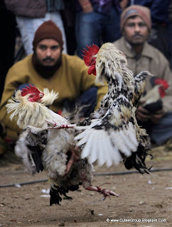 A cock fight takes place during the annual Jonbeel festival in Jagiroad about 75 kilometers (46 miles) east of Gauhati, India, 20 January 2012.