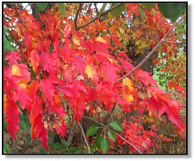 leuchtendes Herbstlaub