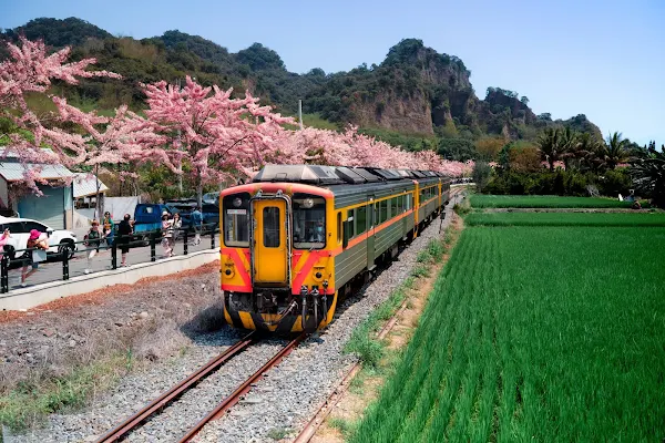▲二水花旗木及火車。（參山國家風景區管理處提供）