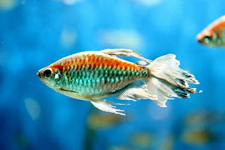 Congo tetra