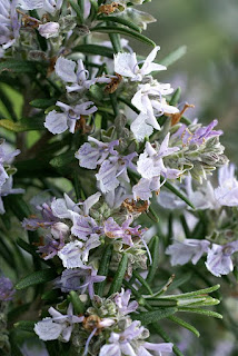 Rosmarinus officinalis - Romarin officinal 