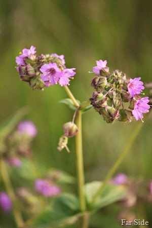 Four o clock flowers