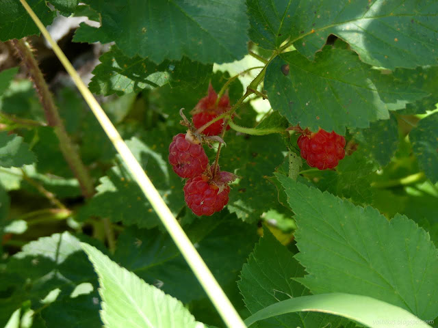 017: red berries