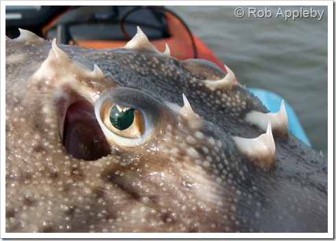 Thornback Ray       