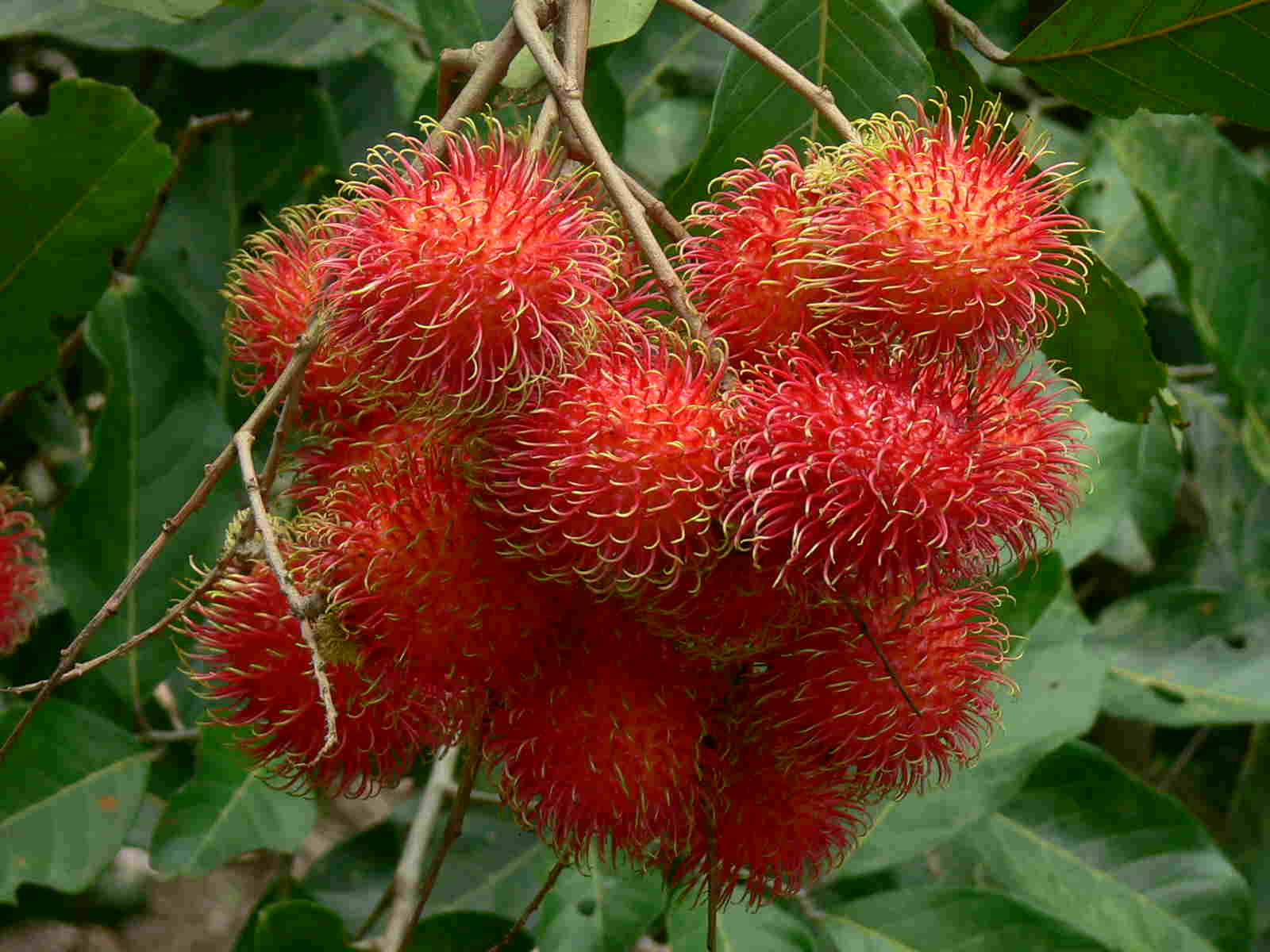 Kandungan nutrisi dan manfaat rambutan untuk kesehatan