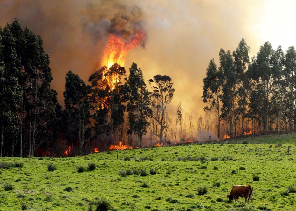 Cómo afectan los incendios forestales a la biodiversidad