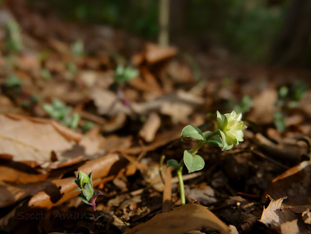 Gentiana zollingeri