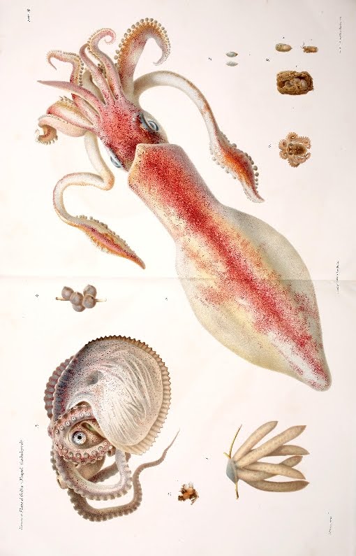 cephalopod lithograph