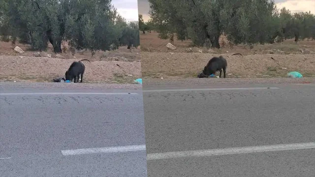 المهدية : الخنزير البري يغزو منطقة التلالسة .. و الأهالي يستغيثون