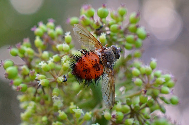 A large fly- would be extra large for a house fly sits near the top of a flower spike,sideways, its topside facing out toward the viewer, one wing points up, one down, it is angled a bit with head toward upper right back end toward lower left. Its front part looks much like a 'regular' fly- kind of grey brown with a some bristly hairs and largish red-brown compound eyes. The abdomen (entire rear part of body, we see the top of it) is large and a bit rounded and is a rather bright orange to orangey red colour with tufts of black bristly hairs in rows. Wings are translucent with goldy-orange venation, more noticeable at wing bases. The flower spike of which wee see only part, is half a foot or more tall, with many many tiny flowers and buds and spent/pollinated flowers arranged in clumps and tiers. The flowers are greenish white with tiny petals (or sepals? I haven't looked into it!) and rounded bases from which the berries will develop. Just behind this large fly we see some tiny black insect, perhaps a wasp species, no thicker than the fly's legs. The background is circles of light against blurred green to blue shadows as sunlight comes through trees.