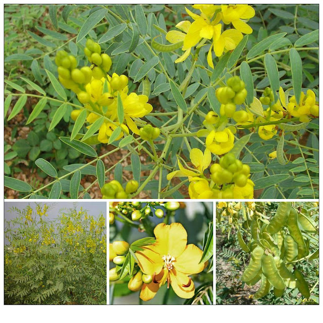 Phan Tả Diệp - Cassia acutifolia - Cassia angustifalia - Nguyên liệu làm thuốc Nhuận Tràng và Tẩy