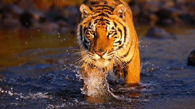 walking tiger on water