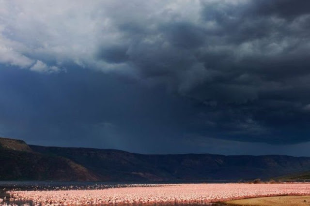 Flock of flamingos at Lake Nakuru, flamingo photos, flamingo pictures, flamingoes pics