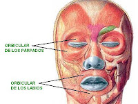 Funcion Del Musculo Orbicular De Los Ojos