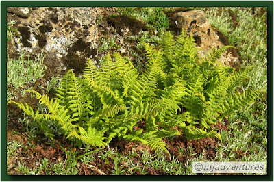 Icelandic_Flora