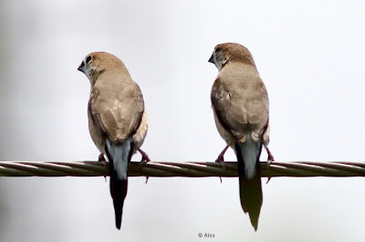 Indian Silverbill