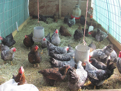 poultry litter