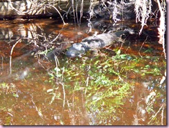 Gator babies - Mom & baby