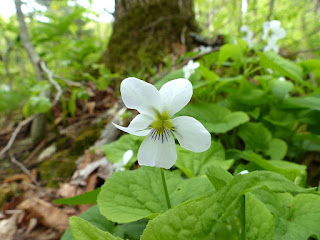 Violette du Canada - Viola canadensis 