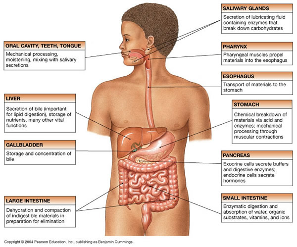 Topic: Parts of the Digestive system-1.bp.blogspot.com