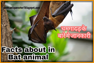 bats-chamgadar-in-hindi.bat animal- in hindi