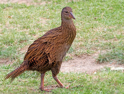 Weka