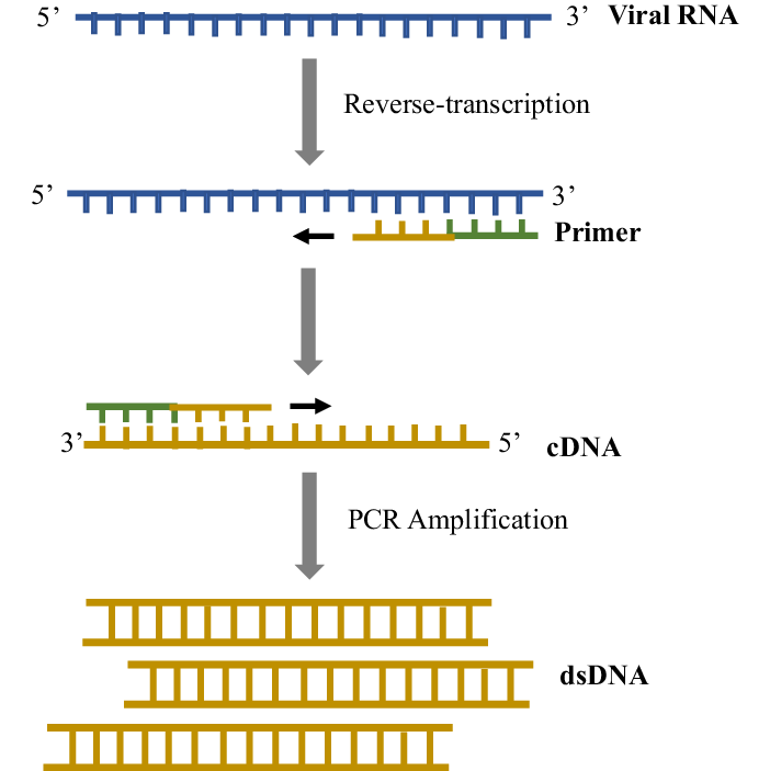 RT-PCR
