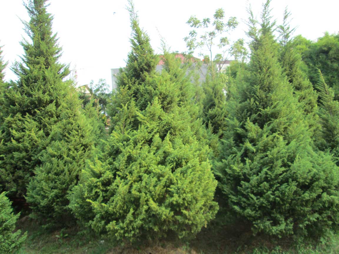 Pohon Cemara Natal JUAL POHON CEMARA NATAL