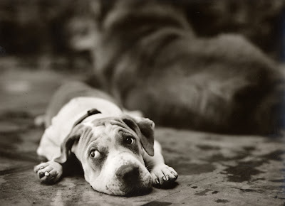 dog photographer sharon montrose