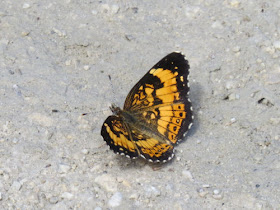 silvery checkerspot butterfly