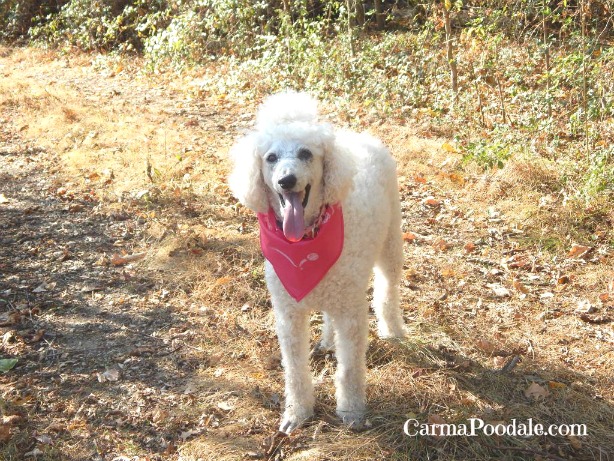 White Standard poodle in pink scarf on a wooded path