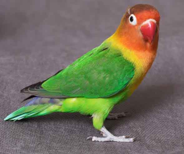 Harga Burung Lovebird Lengkap Terupdate  Daftar Harga 