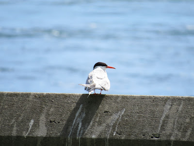 Birds of Niagara region Ontario.