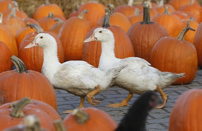 TheJungleStore.com Blog | Geese In Pumpkin Patch